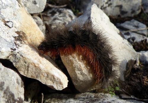 Atlantarctia tigrina